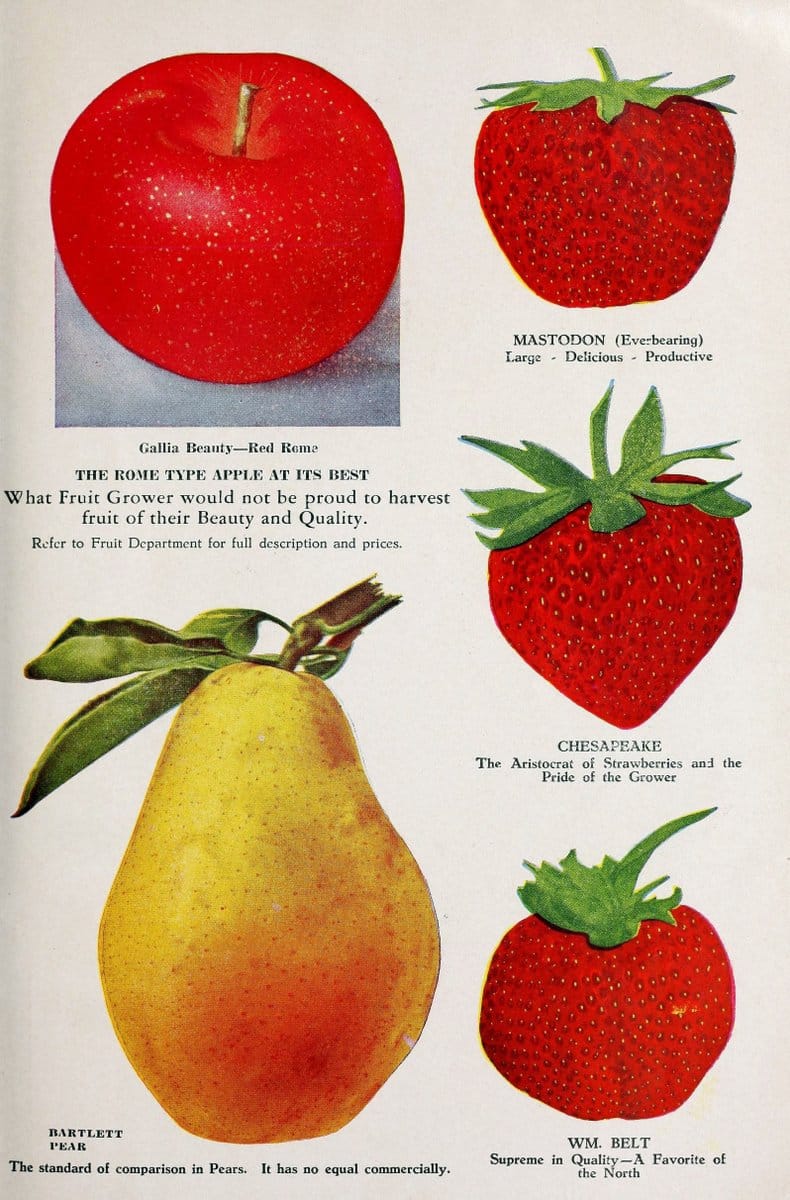 Bountiful Ridge Nurseries :.Princess Anne, Md. :Bountiful Ridge Nurseries,1936.  | Catalogs Fruit "Fruit trees" "Nurseries (Horticulture)" Trees  | Vintage Print Reproduction 463226