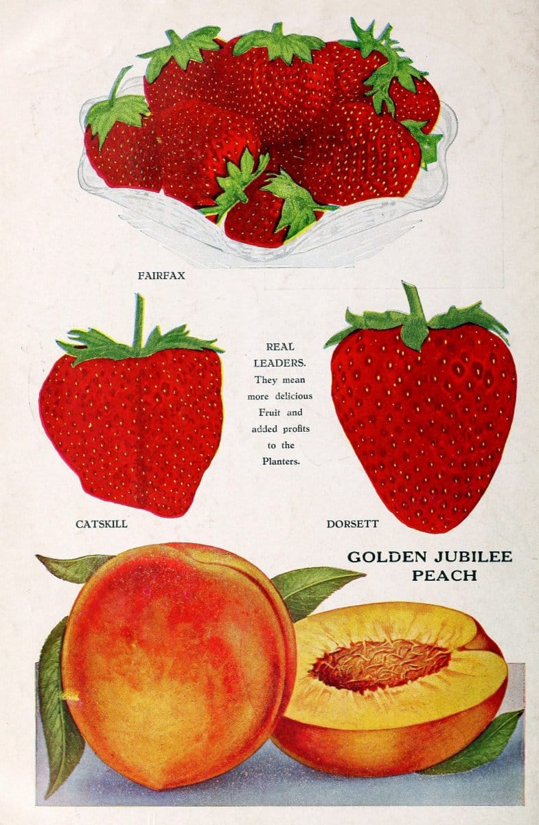 Bountiful Ridge Nurseries :.Princess Anne, Md. :Bountiful Ridge Nurseries,1936.  | Catalogs Fruit "Fruit trees" "Nurseries (Horticulture)" Trees  | Vintage Print Reproduction 463227