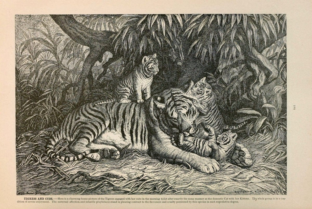 Brehm's Life of animals : Volume 1, MammaliaChicago :Marquis,1895. | "Animal behavior" Mammals  | Vintage Print Reproduction 463228
