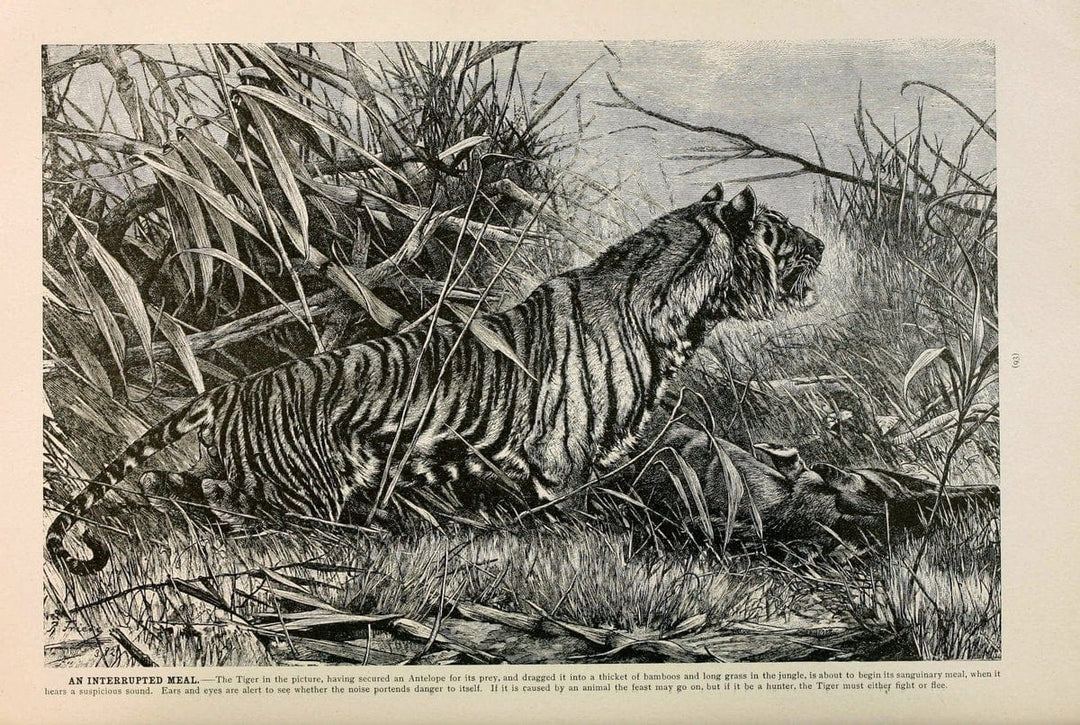 Brehm's Life of animals : Volume 1, MammaliaChicago :Marquis,1895. | "Animal behavior" Mammals  | Vintage Print Reproduction 463229