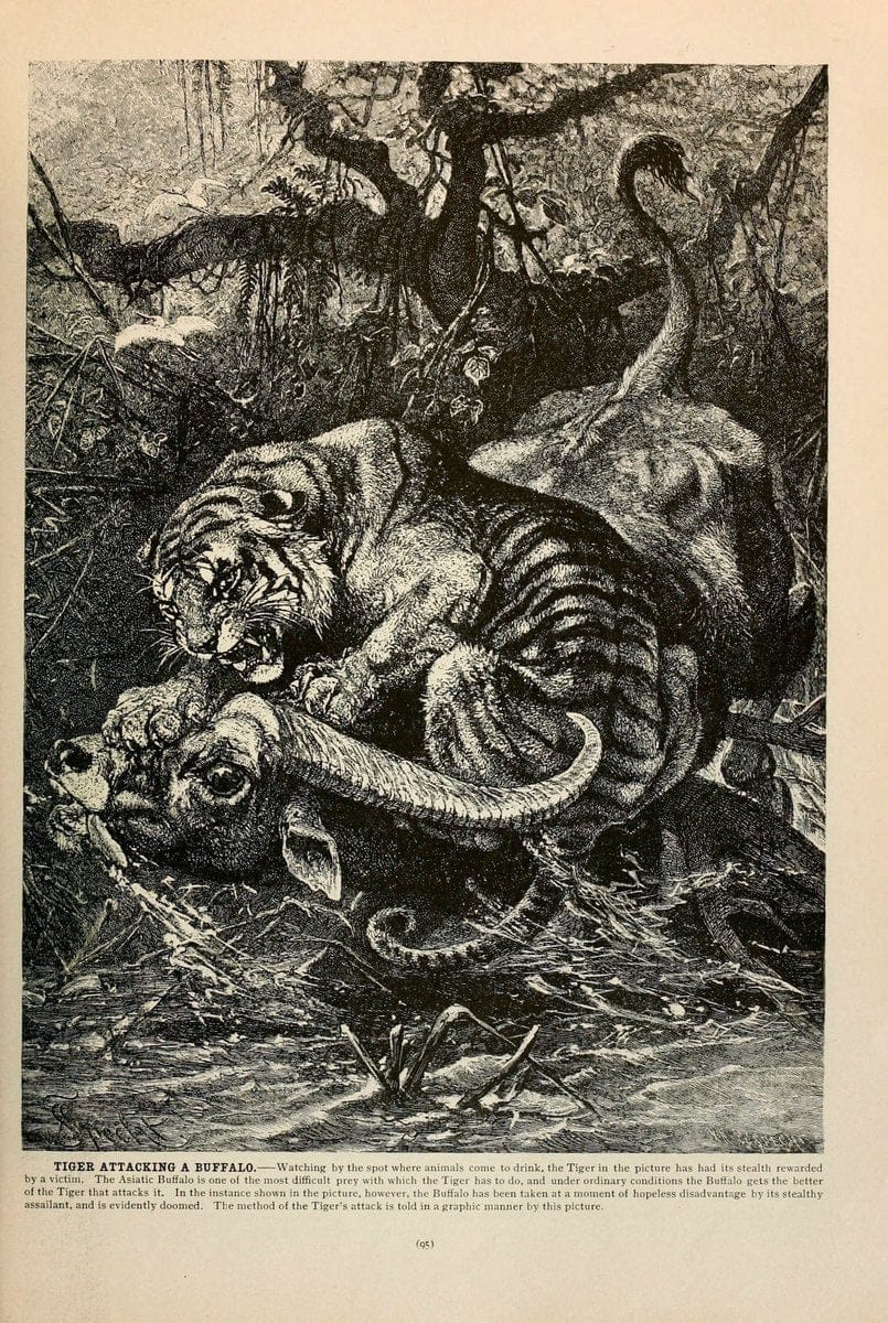 Brehm's Life of animals : Volume 1, MammaliaChicago :Marquis,1895. | "Animal behavior" Mammals  | Vintage Print Reproduction 463230