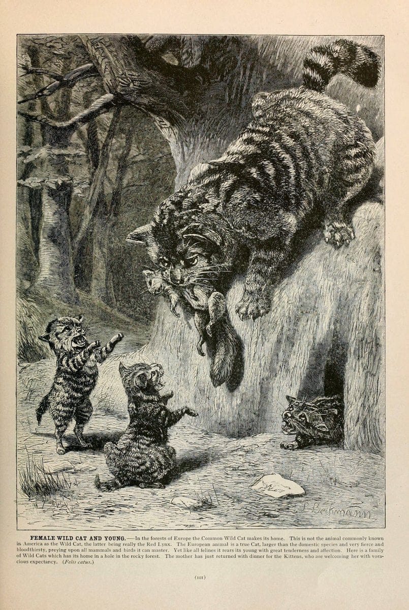 Brehm's Life of animals : Volume 1, MammaliaChicago :Marquis,1895. | "Animal behavior" Mammals  | Vintage Print Reproduction 463232