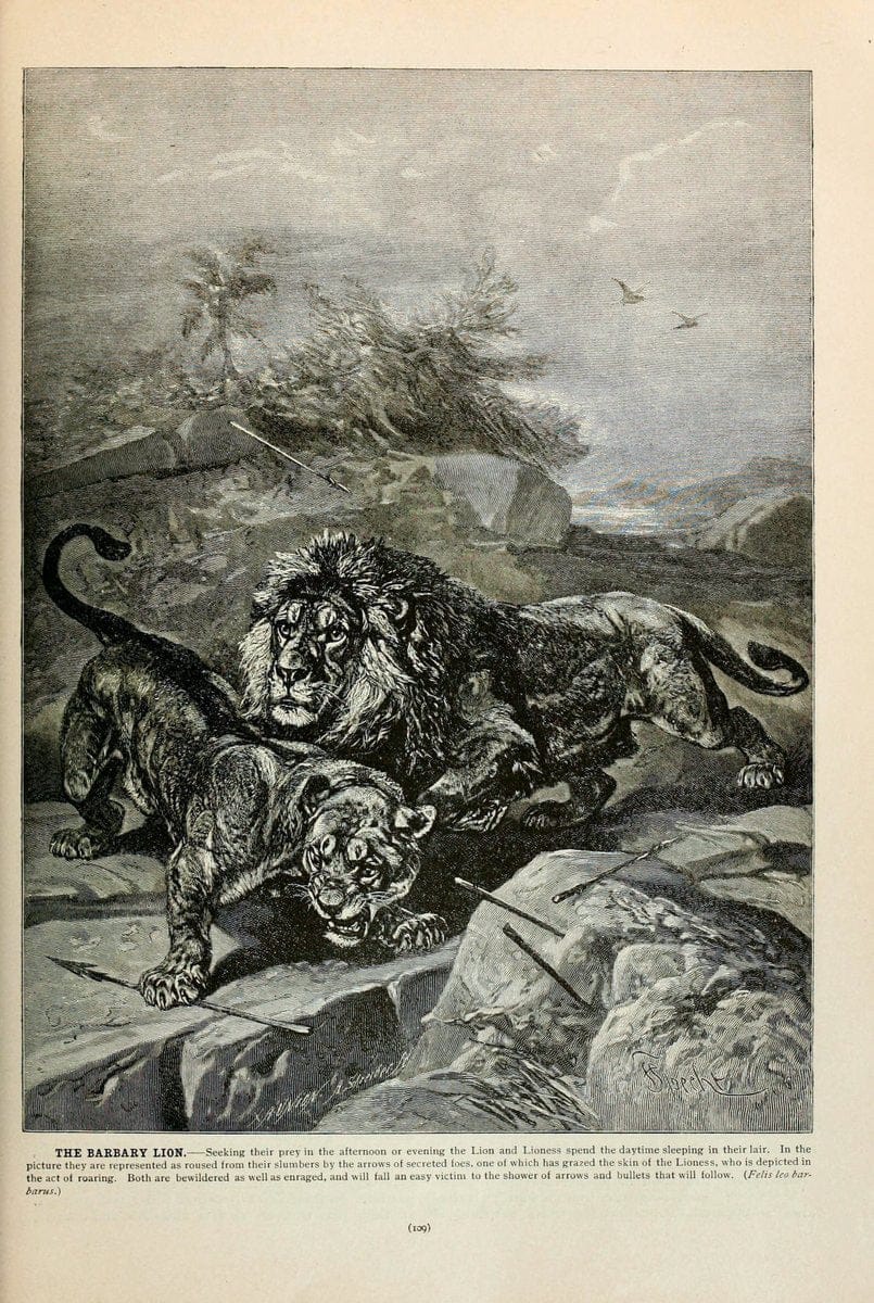 Brehm's Life of animals : Volume 1, MammaliaChicago :Marquis,1895. | "Animal behavior" Mammals  | Vintage Print Reproduction 463234