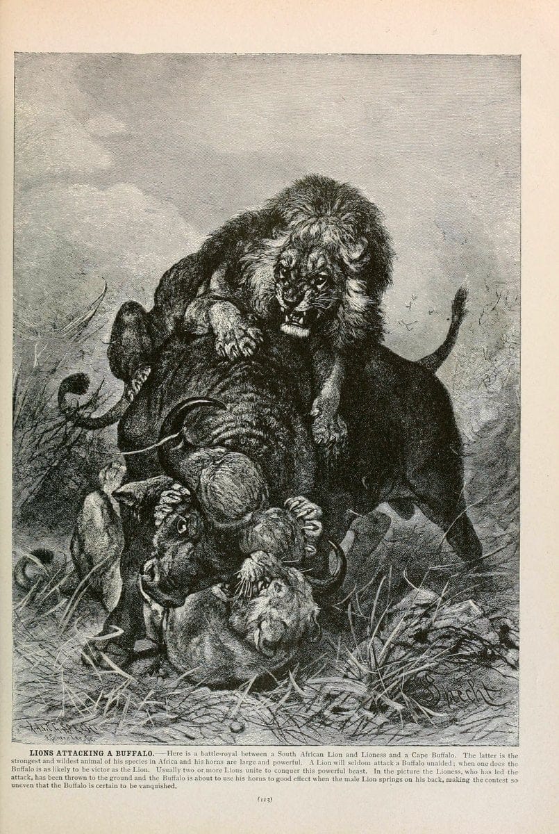 Brehm's Life of animals : Volume 1, MammaliaChicago :Marquis,1895. | "Animal behavior" Mammals  | Vintage Print Reproduction 463235