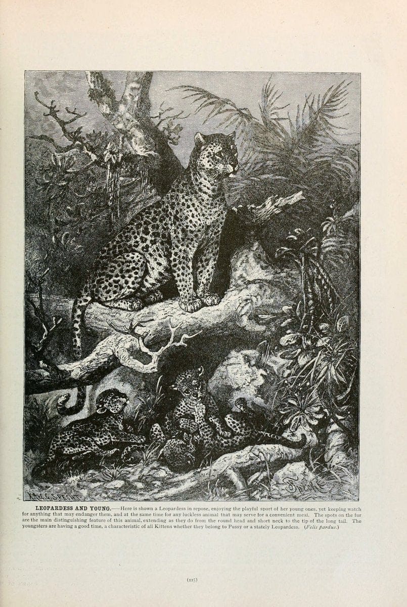 Brehm's Life of animals : Volume 1, MammaliaChicago :Marquis,1895. | "Animal behavior" Mammals  | Vintage Print Reproduction 463236