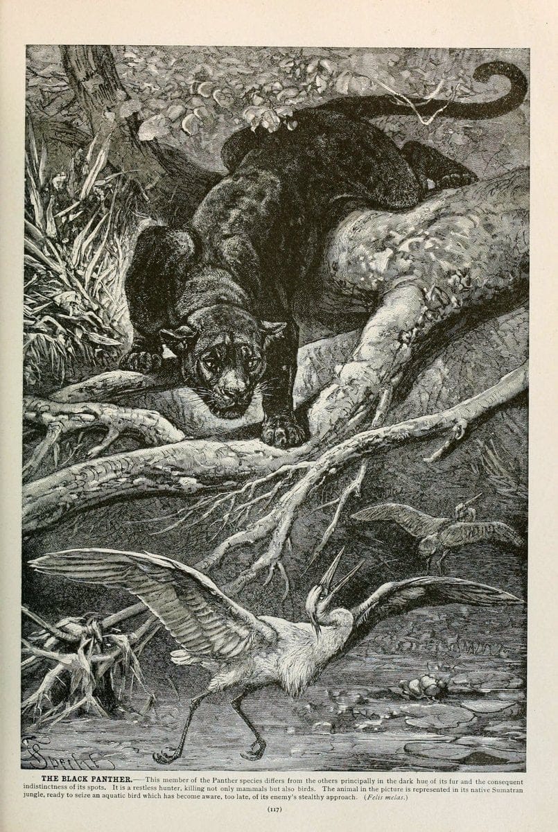 Brehm's Life of animals : Volume 1, MammaliaChicago :Marquis,1895. | "Animal behavior" Mammals  | Vintage Print Reproduction 463237
