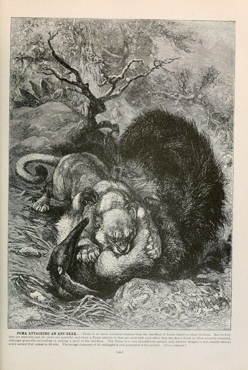 Brehm's Life of animals : Volume 1, MammaliaChicago :Marquis,1895. | "Animal behavior" Mammals  | Vintage Print Reproduction 463238