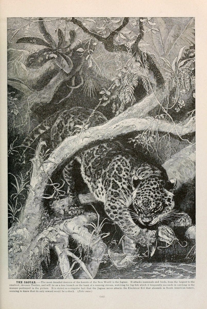 Brehm's Life of animals : Volume 1, MammaliaChicago :Marquis,1895. | "Animal behavior" Mammals  | Vintage Print Reproduction 463239