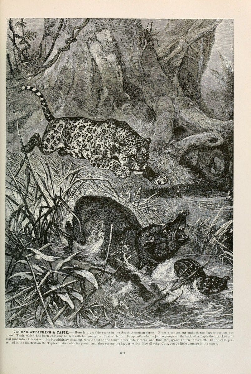 Brehm's Life of animals : Volume 1, MammaliaChicago :Marquis,1895. | "Animal behavior" Mammals  | Vintage Print Reproduction 463240