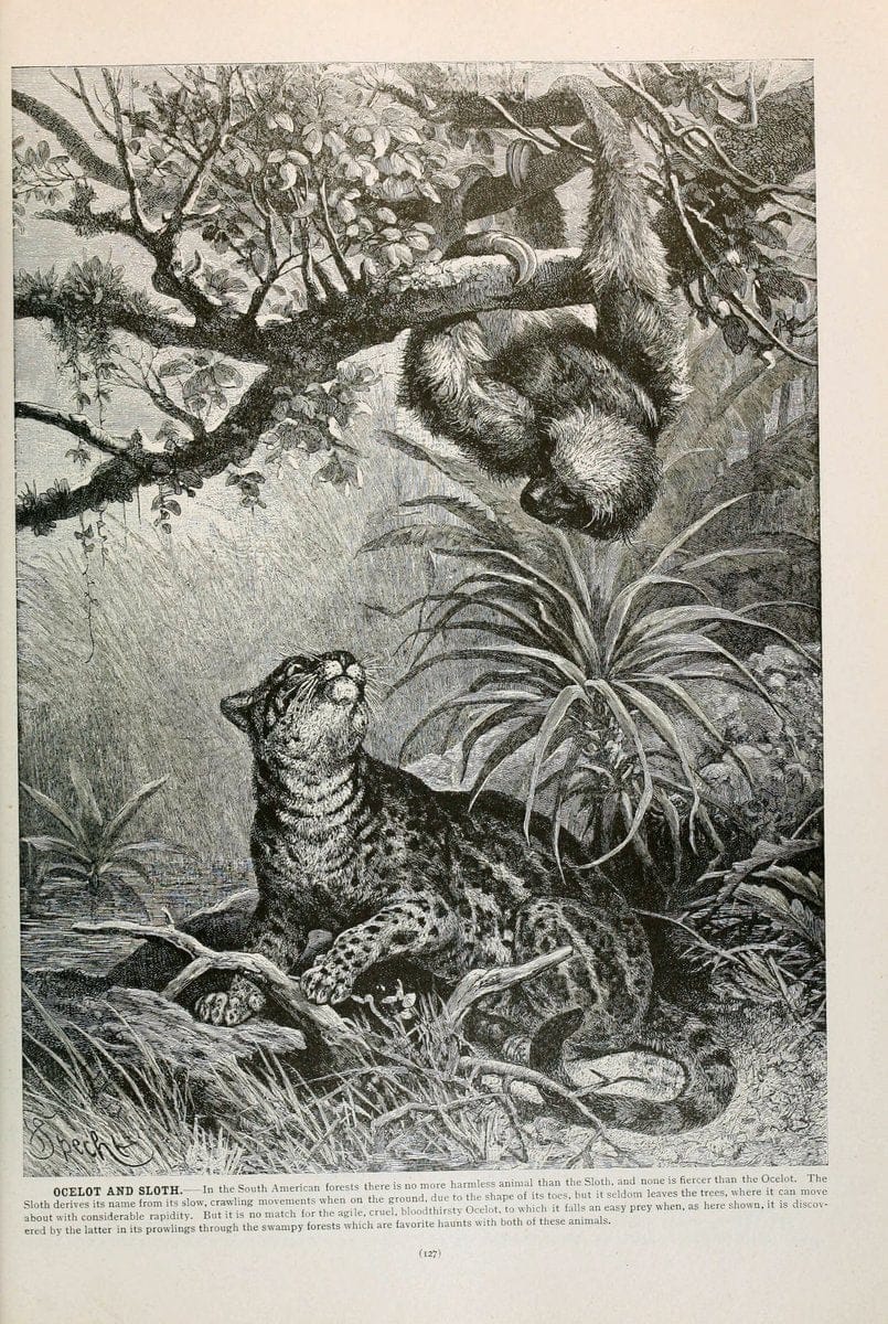 Brehm's Life of animals : Volume 1, MammaliaChicago :Marquis,1895. | "Animal behavior" Mammals  | Vintage Print Reproduction 463241