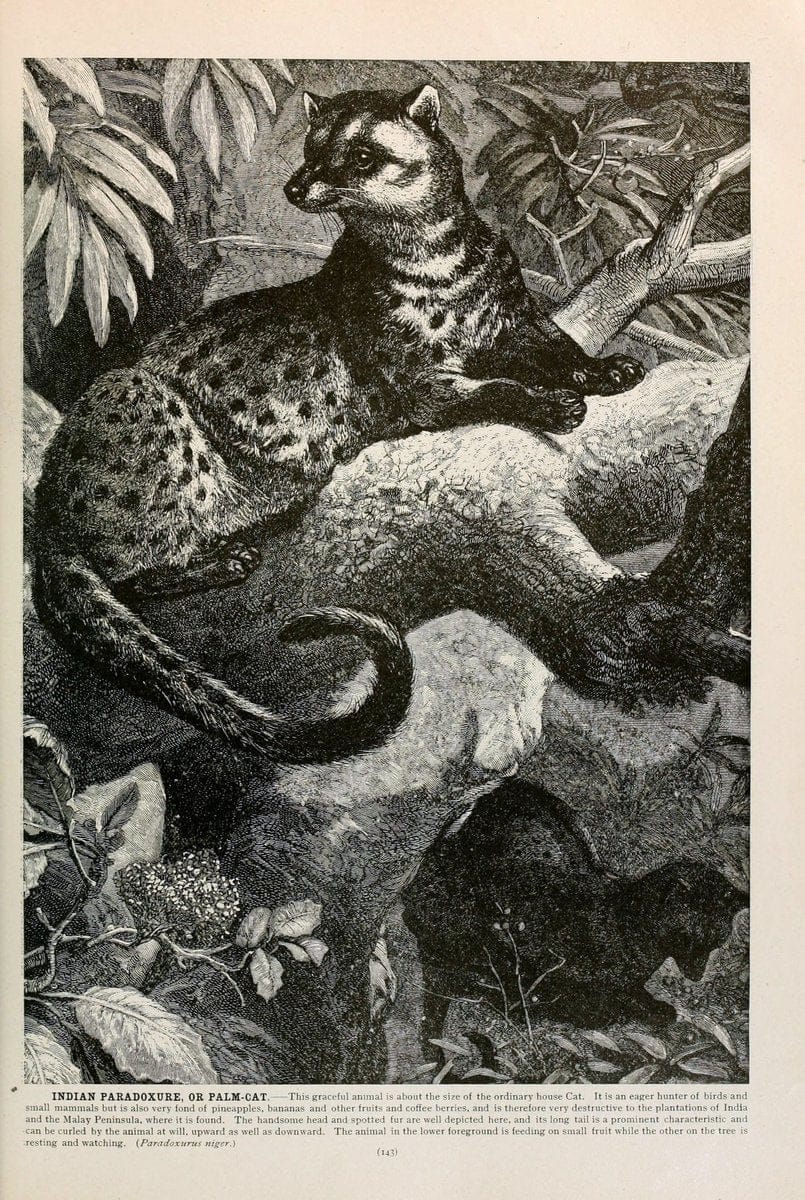 Brehm's Life of animals : Volume 1, MammaliaChicago :Marquis,1895. | "Animal behavior" Mammals  | Vintage Print Reproduction 463245