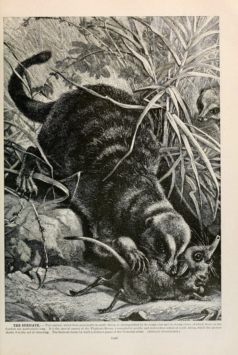 Brehm's Life of animals : Volume 1, MammaliaChicago :Marquis,1895. | "Animal behavior" Mammals  | Vintage Print Reproduction 463246