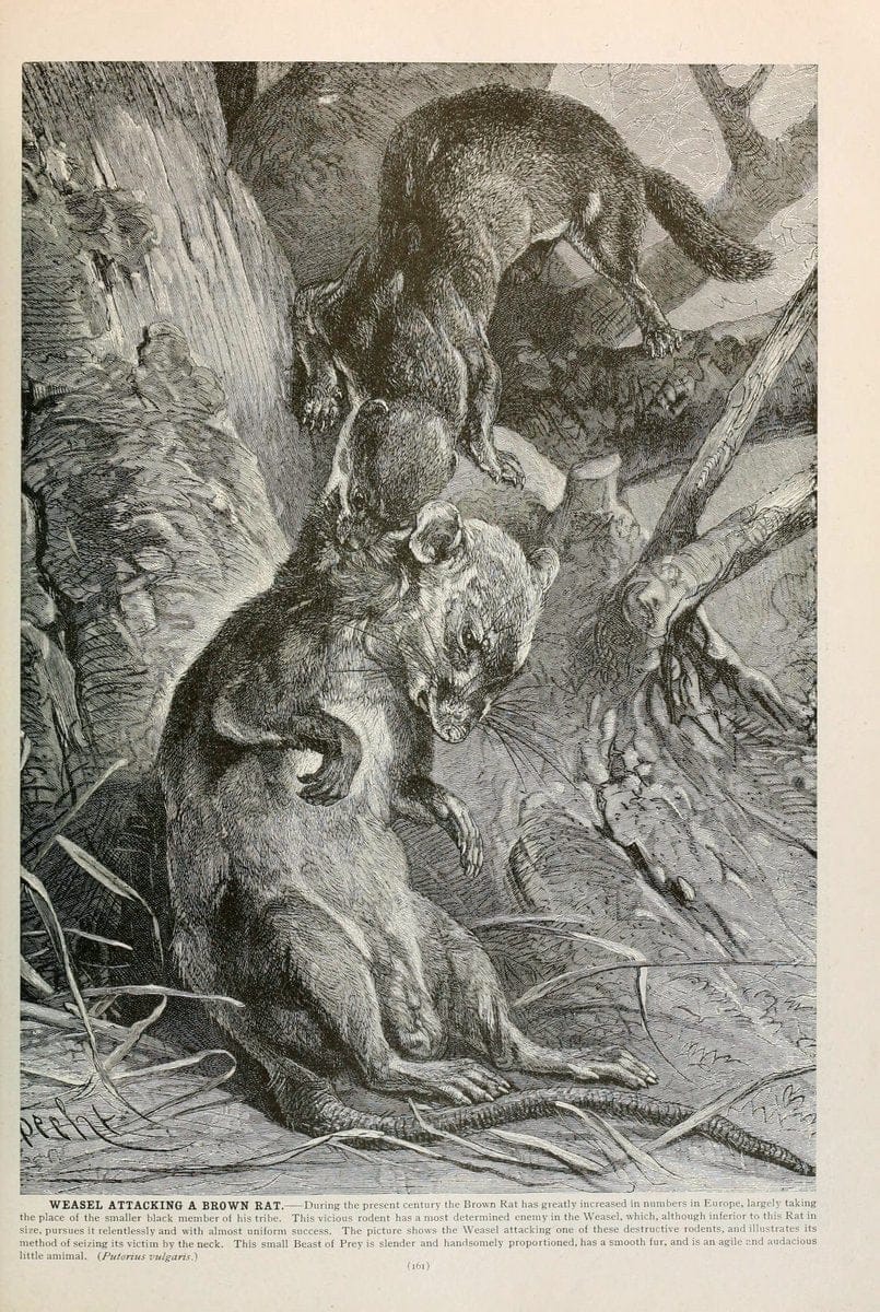 Brehm's Life of animals : Volume 1, MammaliaChicago :Marquis,1895. | "Animal behavior" Mammals  | Vintage Print Reproduction 463248