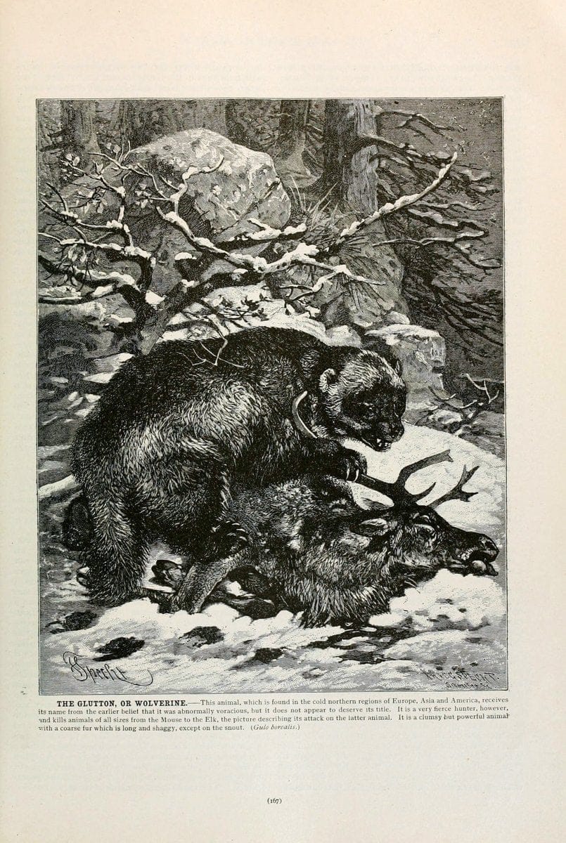 Brehm's Life of animals : Volume 1, MammaliaChicago :Marquis,1895. | "Animal behavior" Mammals  | Vintage Print Reproduction 463250