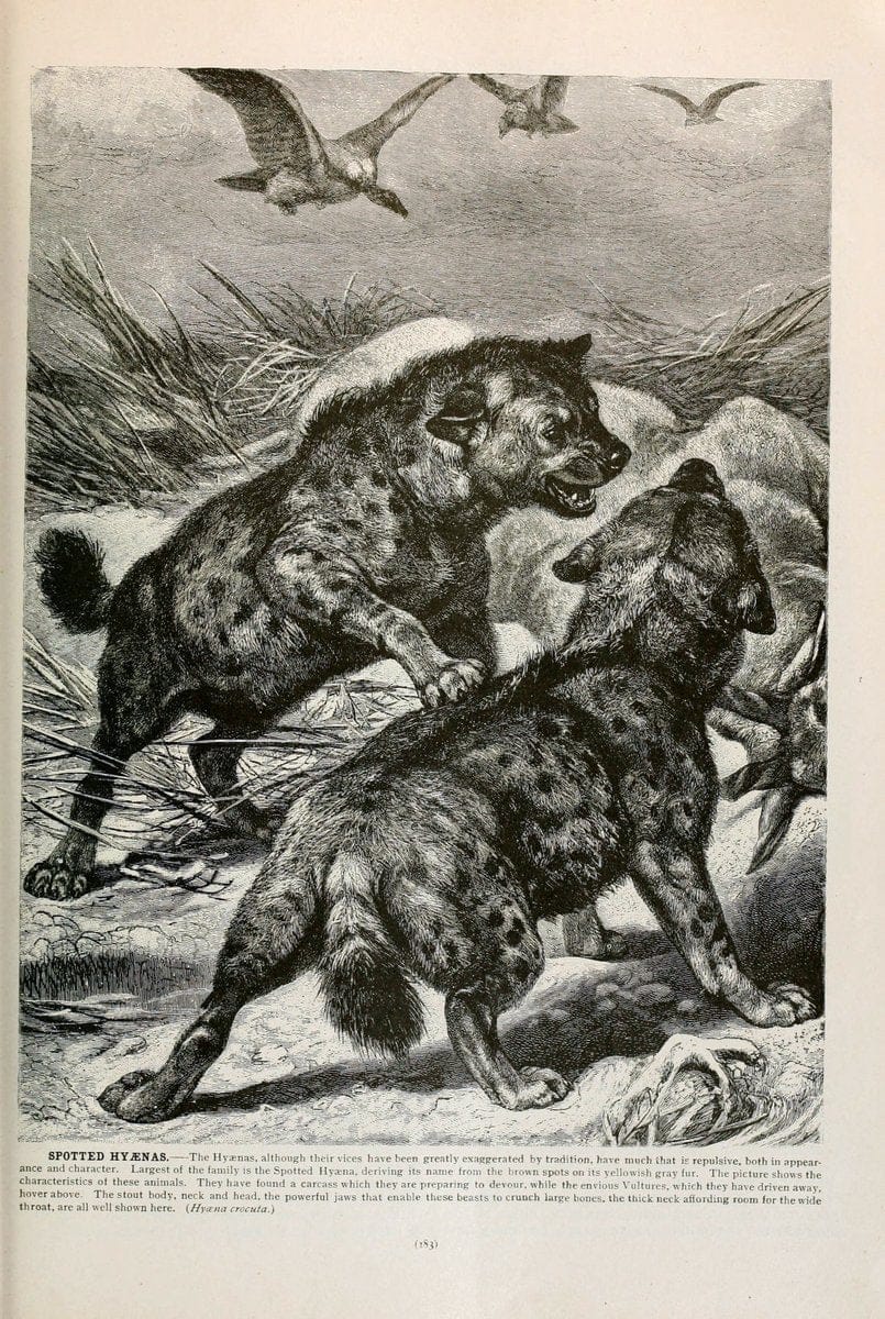 Brehm's Life of animals : Volume 1, MammaliaChicago :Marquis,1895. | "Animal behavior" Mammals  | Vintage Print Reproduction 463253