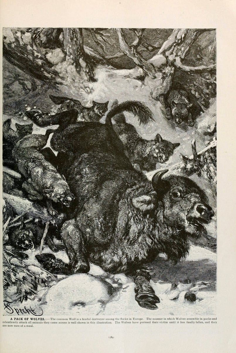 Brehm's Life of animals : Volume 1, MammaliaChicago :Marquis,1895. | "Animal behavior" Mammals  | Vintage Print Reproduction 463254