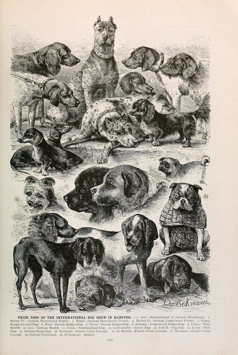 Brehm's Life of animals : Volume 1, MammaliaChicago :Marquis,1895. | "Animal behavior" Mammals  | Vintage Print Reproduction 463256