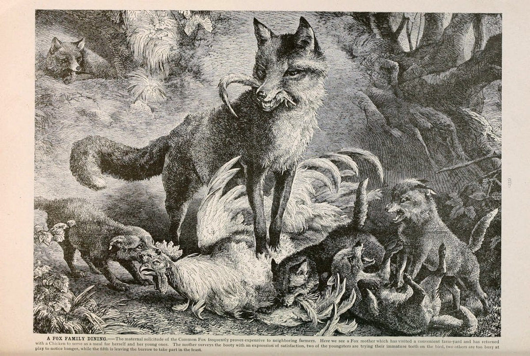 Brehm's Life of animals : Volume 1, MammaliaChicago :Marquis,1895. | "Animal behavior" Mammals  | Vintage Print Reproduction 463259