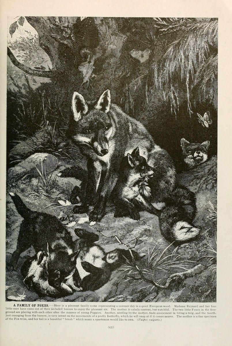 Brehm's Life of animals : Volume 1, MammaliaChicago :Marquis,1895. | "Animal behavior" Mammals  | Vintage Print Reproduction 463260