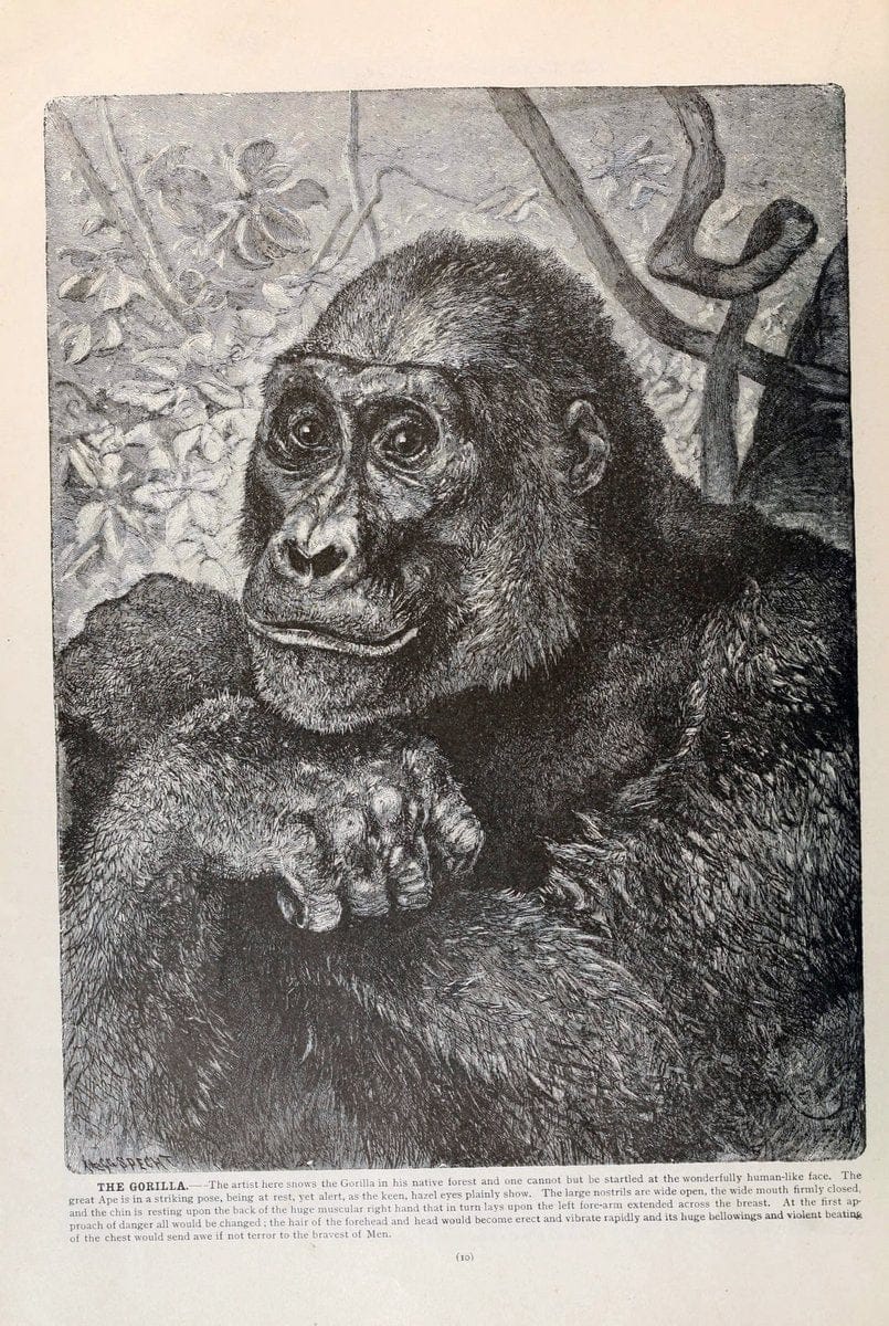 Brehm's Life of animals : Volume 1, MammaliaChicago :Marquis,1895. | "Animal behavior" Mammals  | Vintage Print Reproduction 463261
