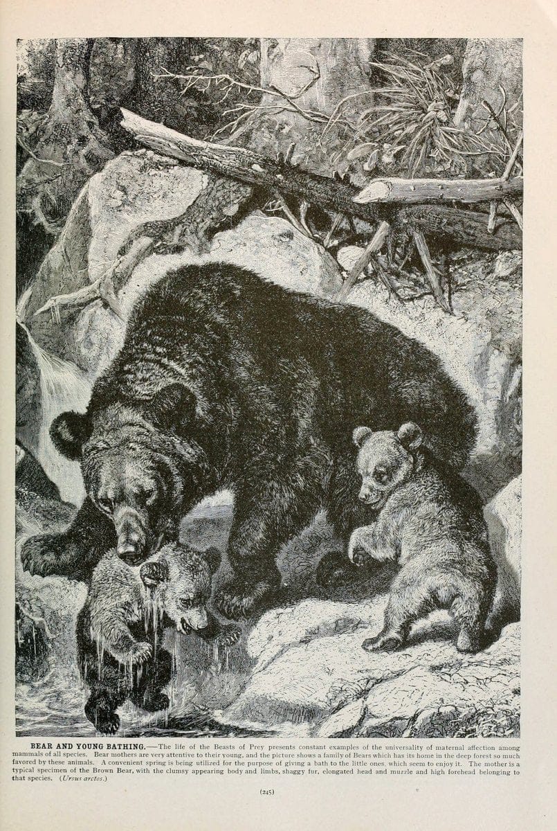 Brehm's Life of animals : Volume 1, MammaliaChicago :Marquis,1895. | "Animal behavior" Mammals  | Vintage Print Reproduction 463262