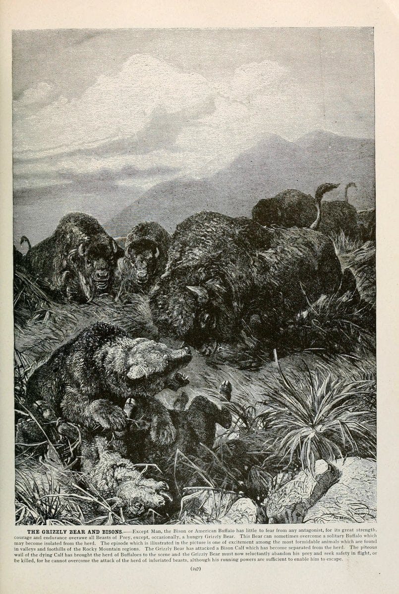 Brehm's Life of animals : Volume 1, MammaliaChicago :Marquis,1895. | "Animal behavior" Mammals  | Vintage Print Reproduction 463263