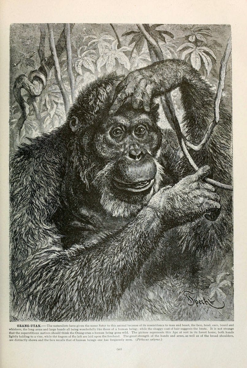 Brehm's Life of animals : Volume 1, MammaliaChicago :Marquis,1895. | "Animal behavior" Mammals  | Vintage Print Reproduction 463264