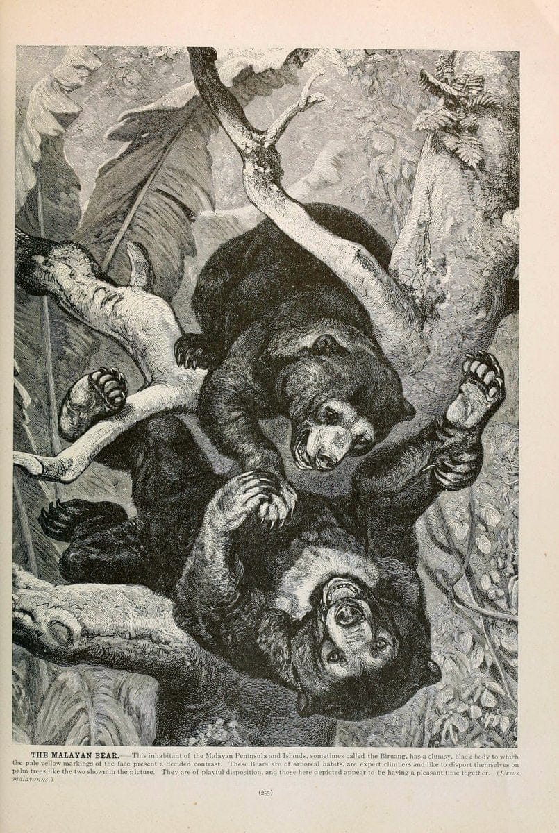 Brehm's Life of animals : Volume 1, MammaliaChicago :Marquis,1895. | "Animal behavior" Mammals  | Vintage Print Reproduction 463265