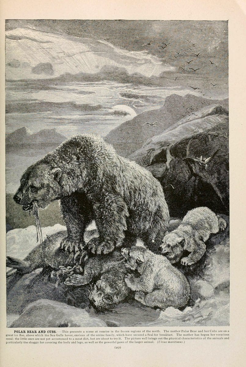 Brehm's Life of animals : Volume 1, MammaliaChicago :Marquis,1895. | "Animal behavior" Mammals  | Vintage Print Reproduction 463266