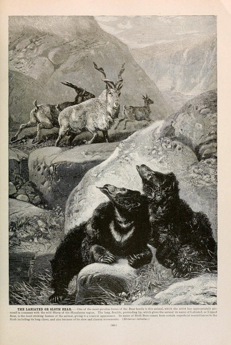 Brehm's Life of animals : Volume 1, MammaliaChicago :Marquis,1895. | "Animal behavior" Mammals  | Vintage Print Reproduction 463267