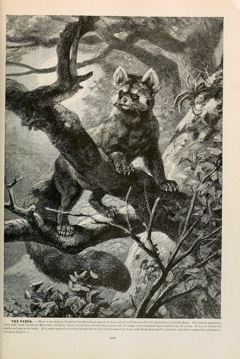 Brehm's Life of animals : Volume 1, MammaliaChicago :Marquis,1895. | "Animal behavior" Mammals  | Vintage Print Reproduction 463268