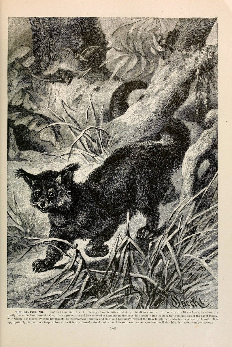 Brehm's Life of animals : Volume 1, MammaliaChicago :Marquis,1895. | "Animal behavior" Mammals  | Vintage Print Reproduction 463269