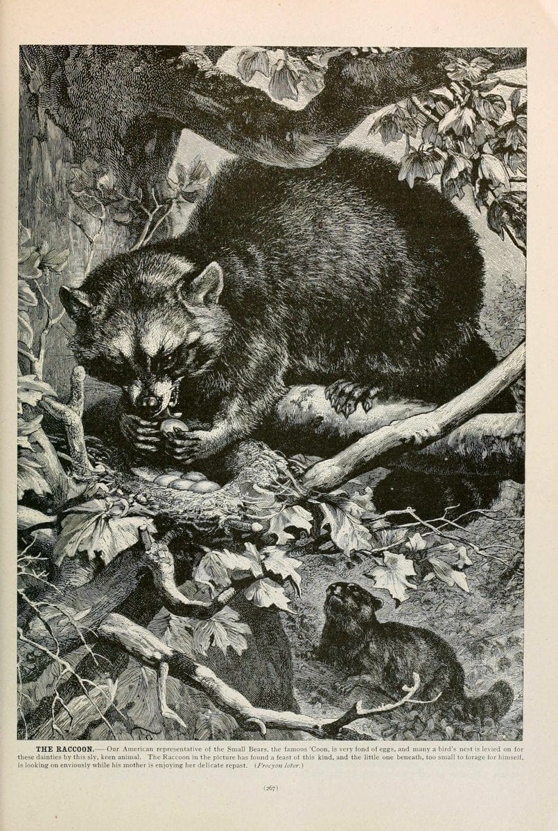 Brehm's Life of animals : Volume 1, MammaliaChicago :Marquis,1895. | "Animal behavior" Mammals  | Vintage Print Reproduction 463270
