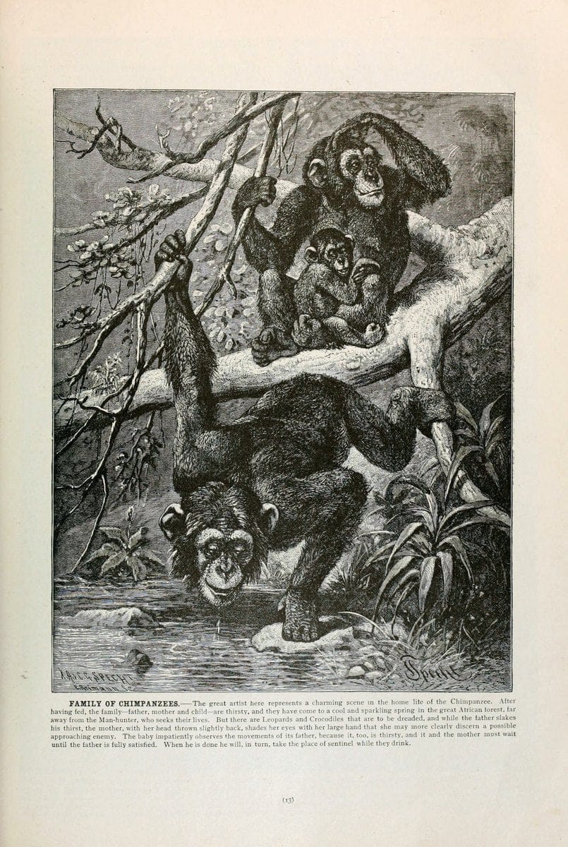 Brehm's Life of animals : Volume 1, MammaliaChicago :Marquis,1895. | "Animal behavior" Mammals  | Vintage Print Reproduction 463271