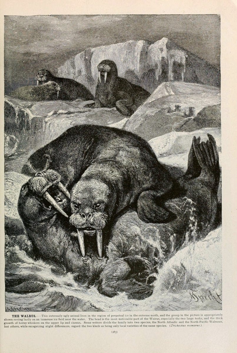 Brehm's Life of animals : Volume 1, MammaliaChicago :Marquis,1895. | "Animal behavior" Mammals  | Vintage Print Reproduction 463272
