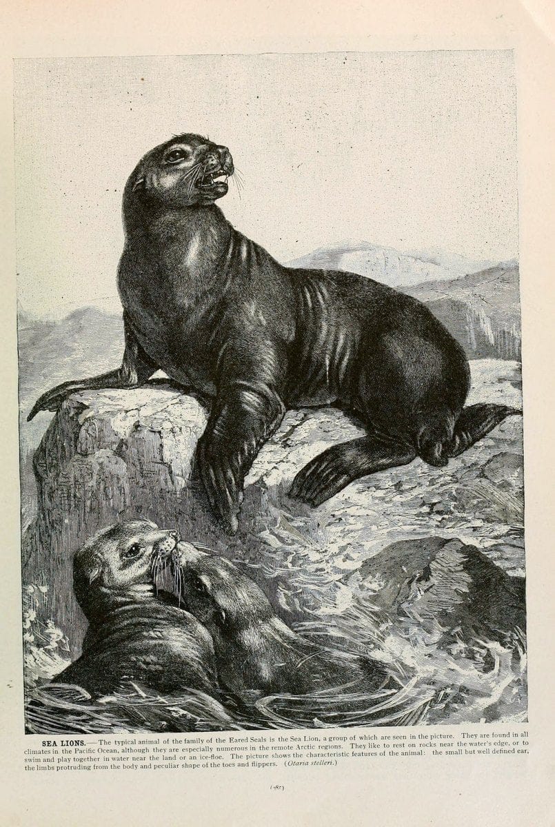 Brehm's Life of animals : Volume 1, MammaliaChicago :Marquis,1895. | "Animal behavior" Mammals  | Vintage Print Reproduction 463273