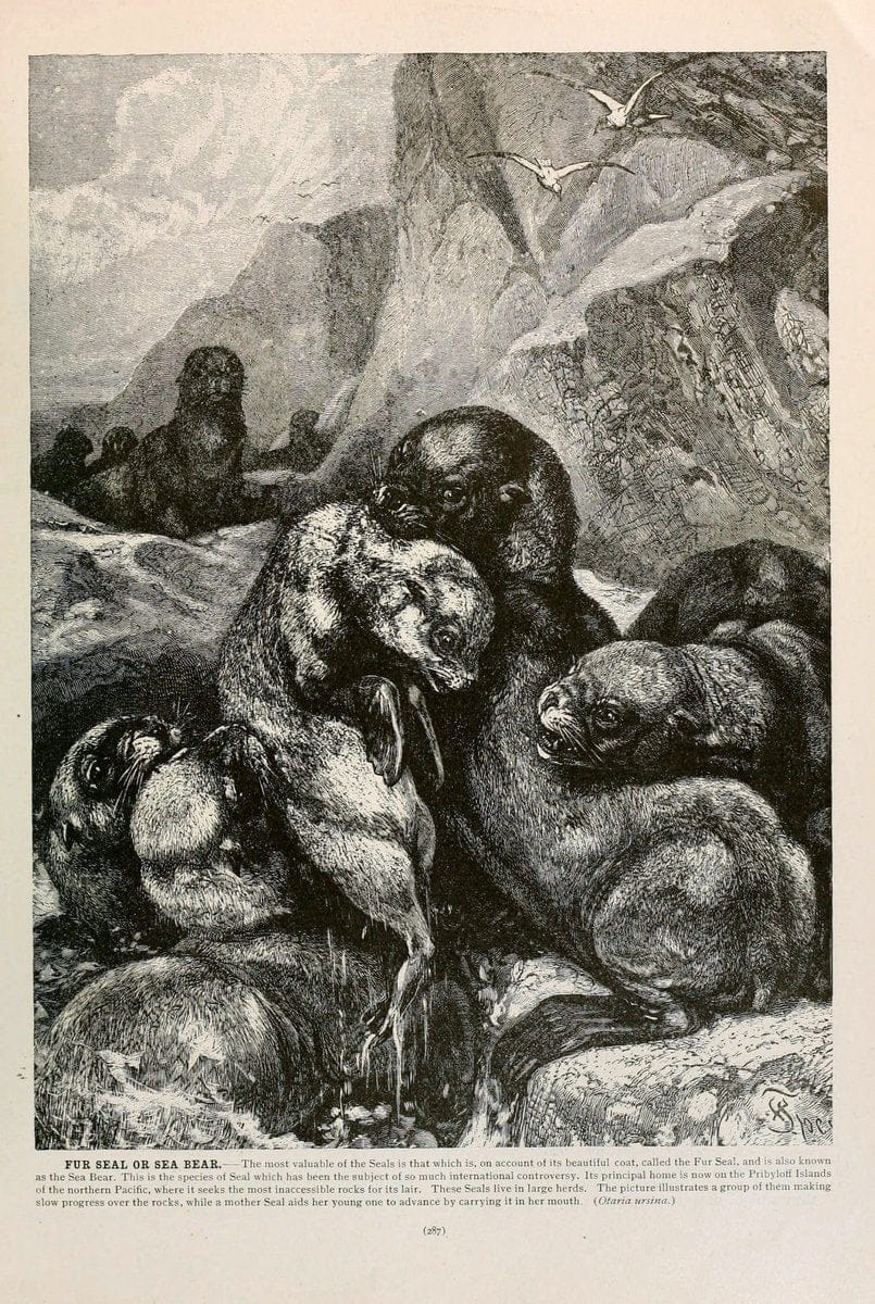 Brehm's Life of animals : Volume 1, MammaliaChicago :Marquis,1895. | "Animal behavior" Mammals  | Vintage Print Reproduction 463274