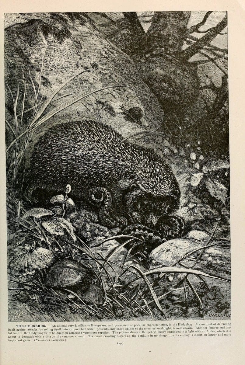 Brehm's Life of animals : Volume 1, MammaliaChicago :Marquis,1895. | "Animal behavior" Mammals  | Vintage Print Reproduction 463276