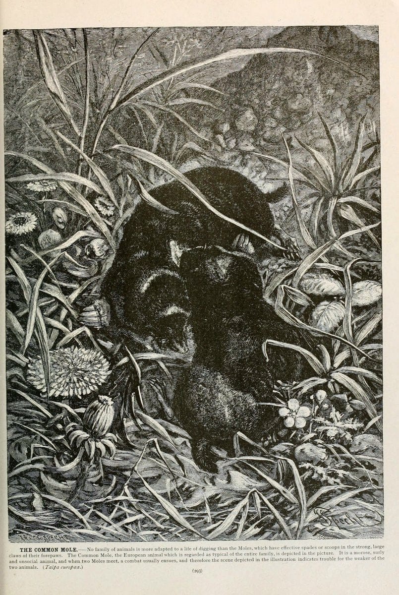 Brehm's Life of animals : Volume 1, MammaliaChicago :Marquis,1895. | "Animal behavior" Mammals  | Vintage Print Reproduction 463277