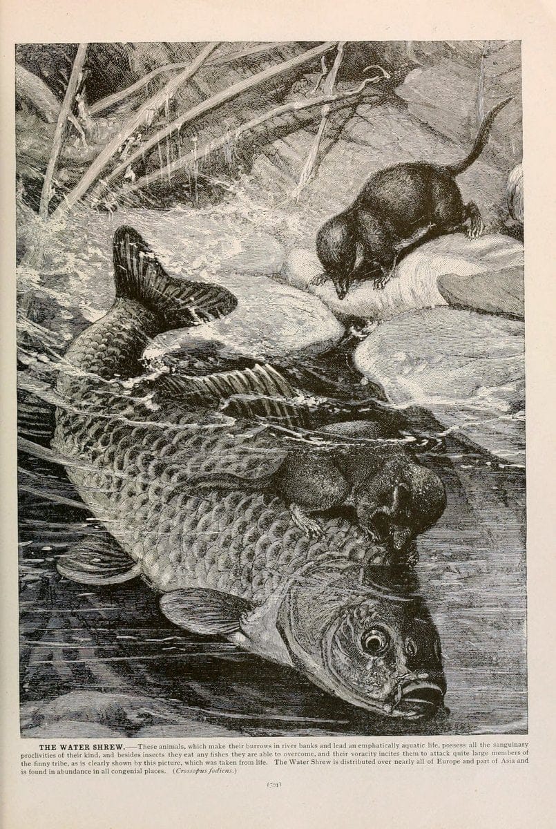 Brehm's Life of animals : Volume 1, MammaliaChicago :Marquis,1895. | "Animal behavior" Mammals  | Vintage Print Reproduction 463278
