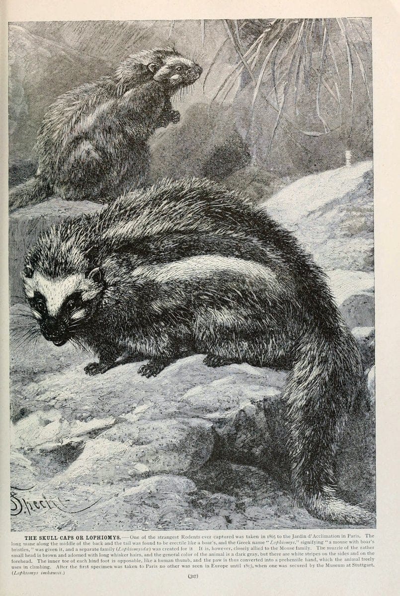 Brehm's Life of animals : Volume 1, MammaliaChicago :Marquis,1895. | "Animal behavior" Mammals  | Vintage Print Reproduction 463279