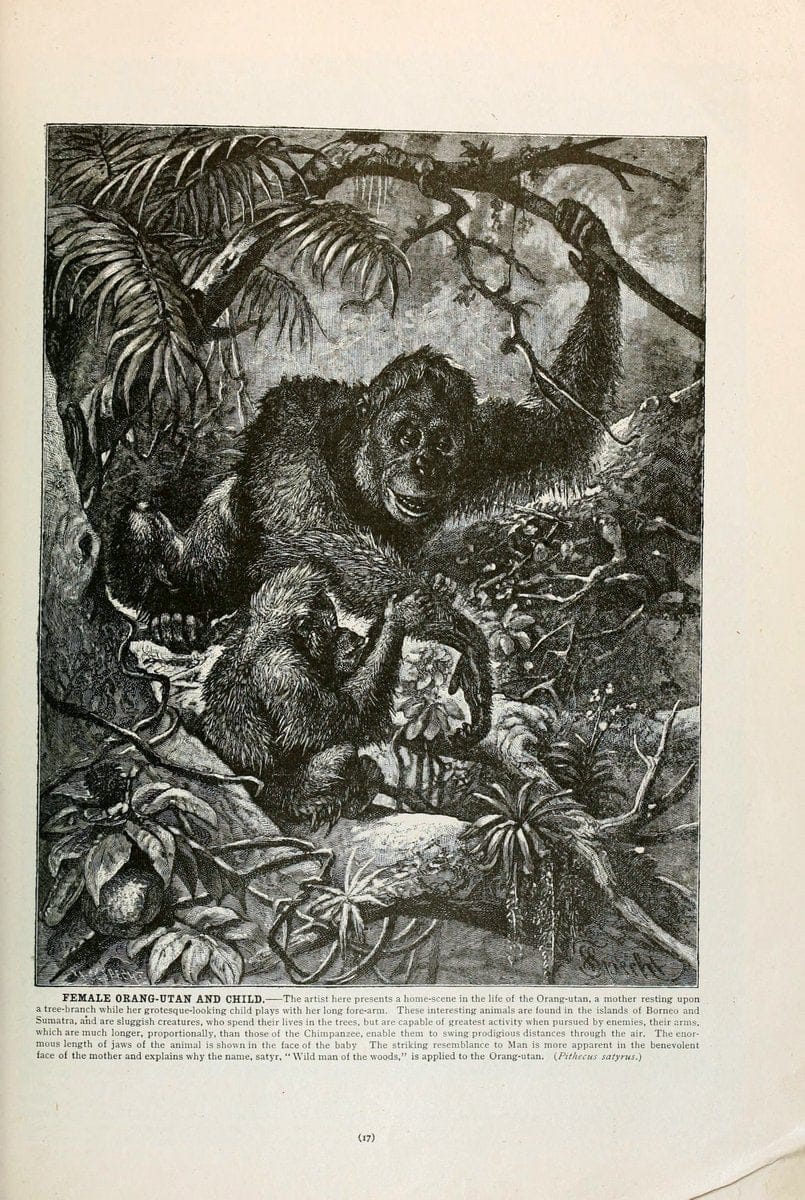 Brehm's Life of animals : Volume 1, MammaliaChicago :Marquis,1895. | "Animal behavior" Mammals  | Vintage Print Reproduction 463280