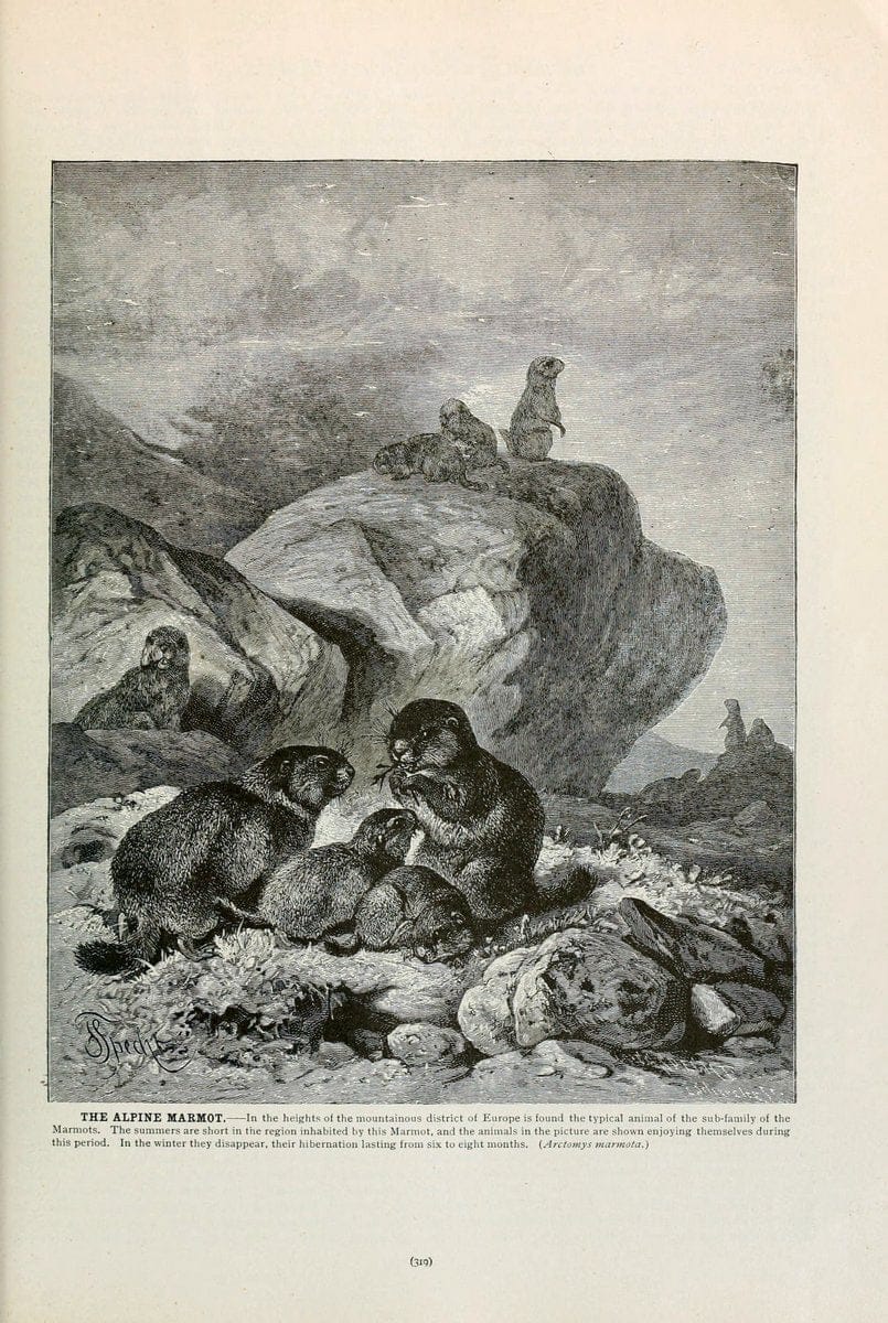 Brehm's Life of animals : Volume 1, MammaliaChicago :Marquis,1895. | "Animal behavior" Mammals  | Vintage Print Reproduction 463281