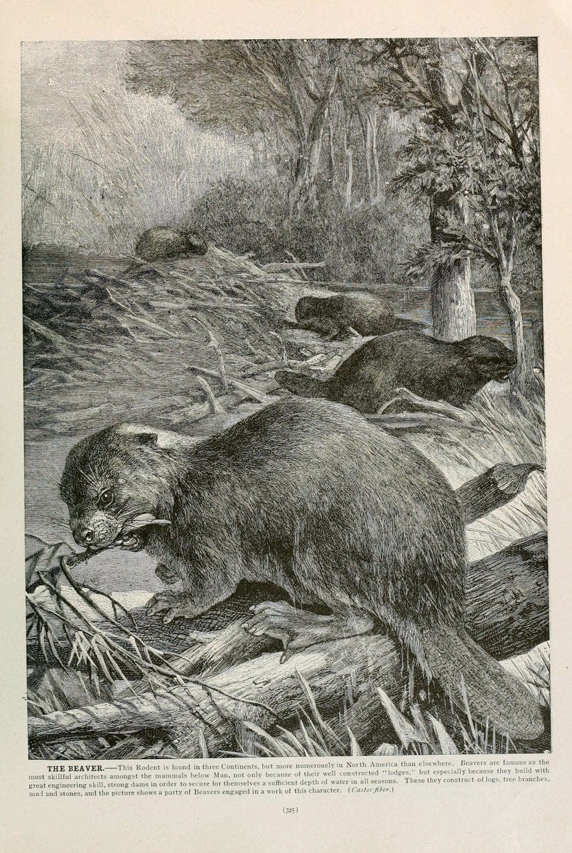 Brehm's Life of animals : Volume 1, MammaliaChicago :Marquis,1895. | "Animal behavior" Mammals  | Vintage Print Reproduction 463282