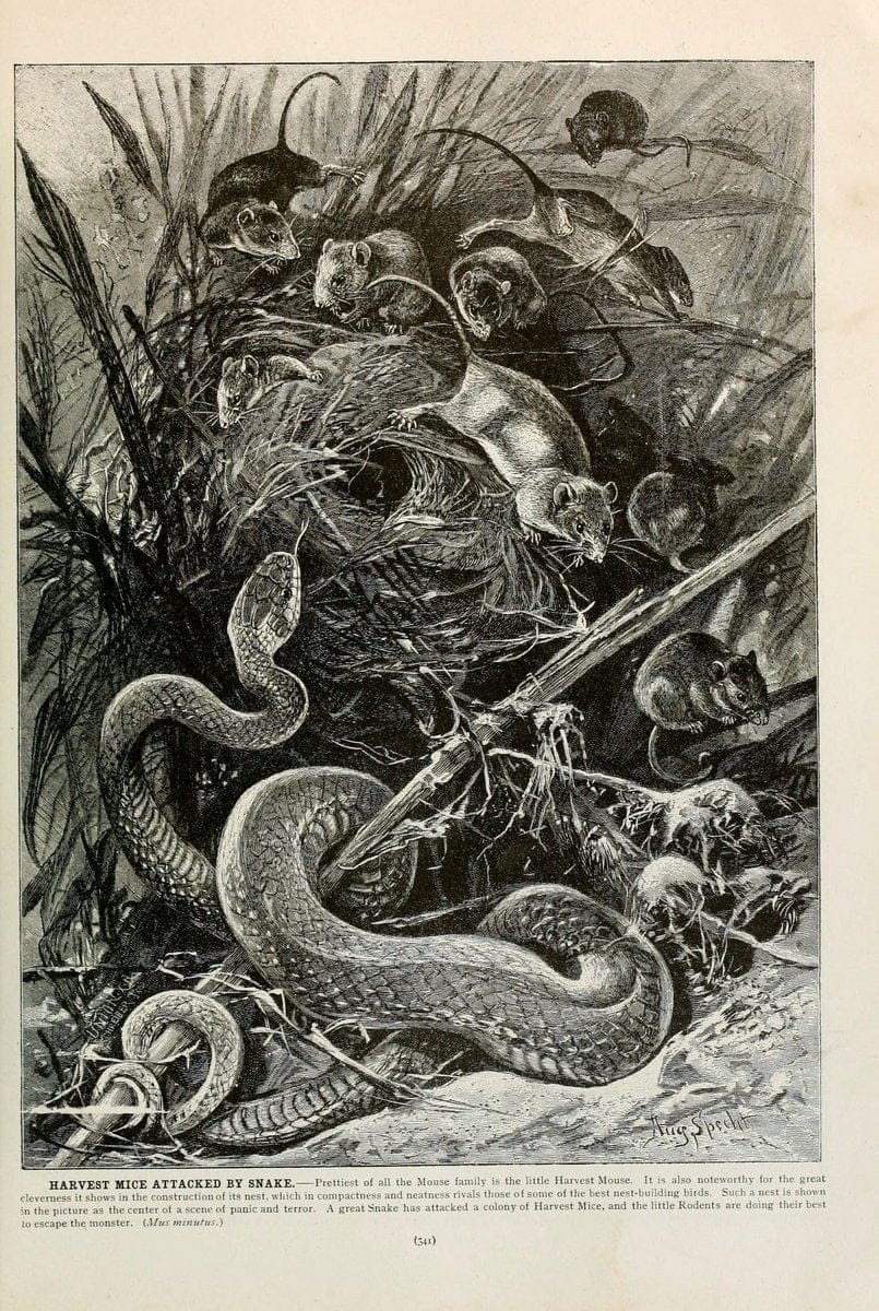 Brehm's Life of animals : Volume 1, MammaliaChicago :Marquis,1895. | "Animal behavior" Mammals  | Vintage Print Reproduction 463284
