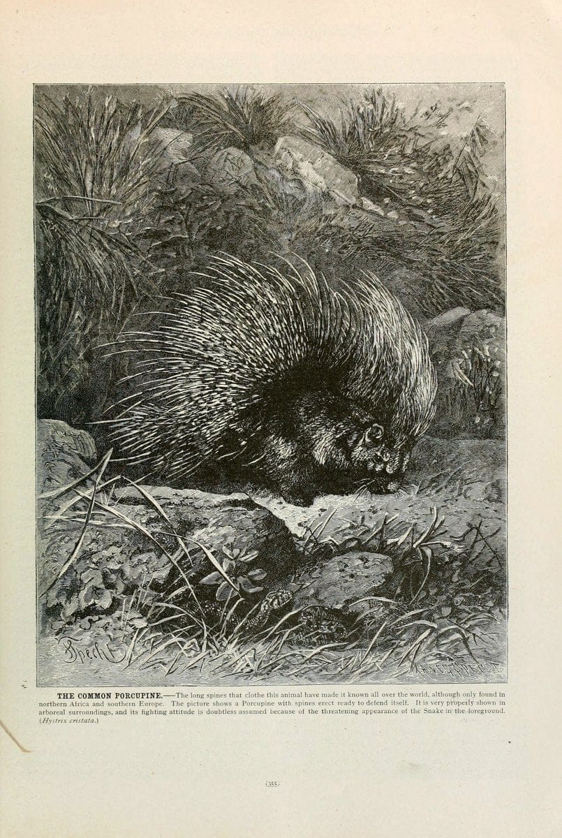 Brehm's Life of animals : Volume 1, MammaliaChicago :Marquis,1895. | "Animal behavior" Mammals  | Vintage Print Reproduction 463285