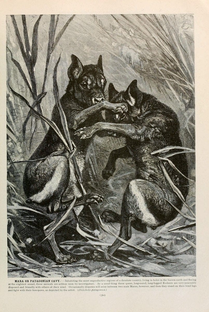 Brehm's Life of animals : Volume 1, MammaliaChicago :Marquis,1895. | "Animal behavior" Mammals  | Vintage Print Reproduction 463286