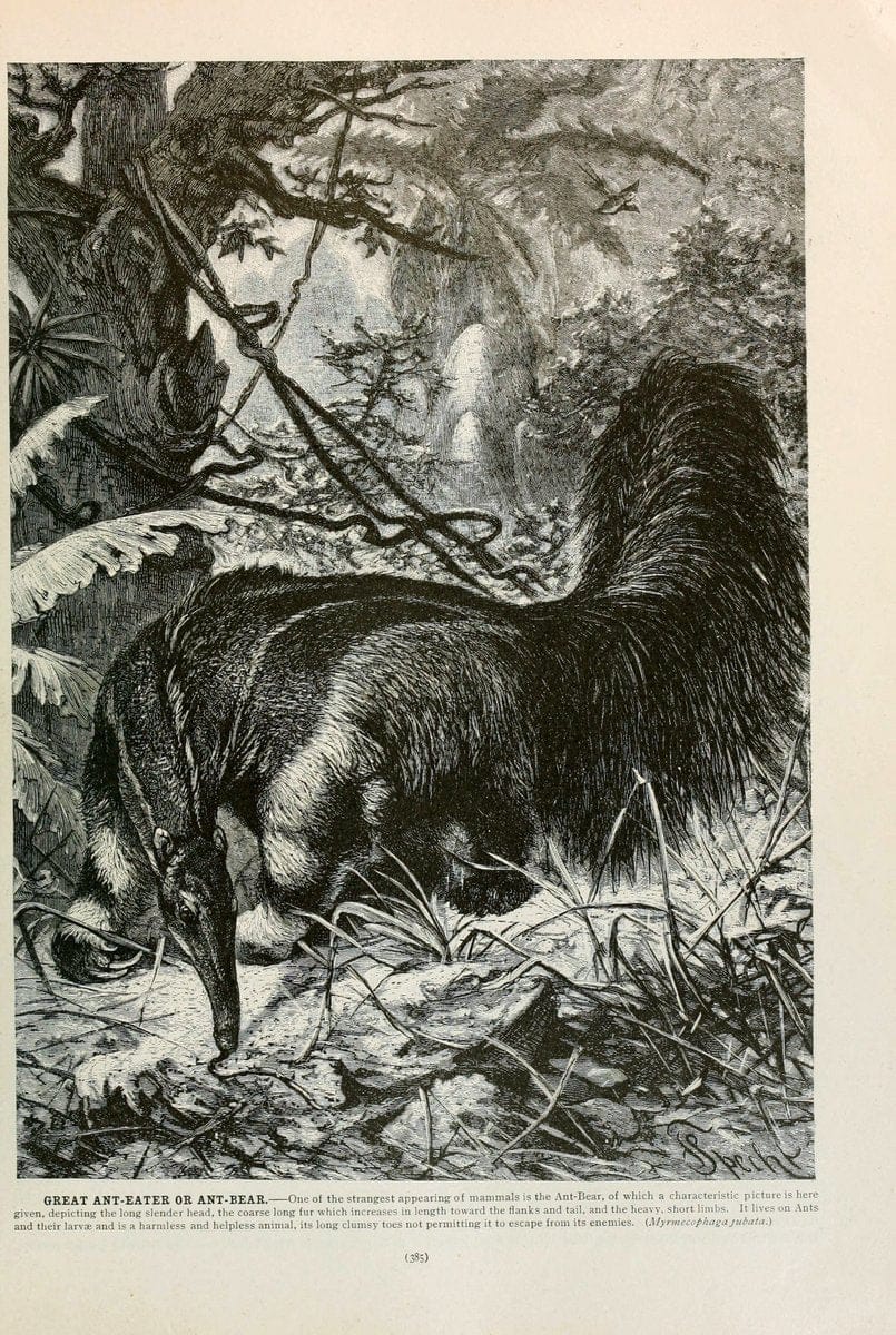 Brehm's Life of animals : Volume 1, MammaliaChicago :Marquis,1895. | "Animal behavior" Mammals  | Vintage Print Reproduction 463288
