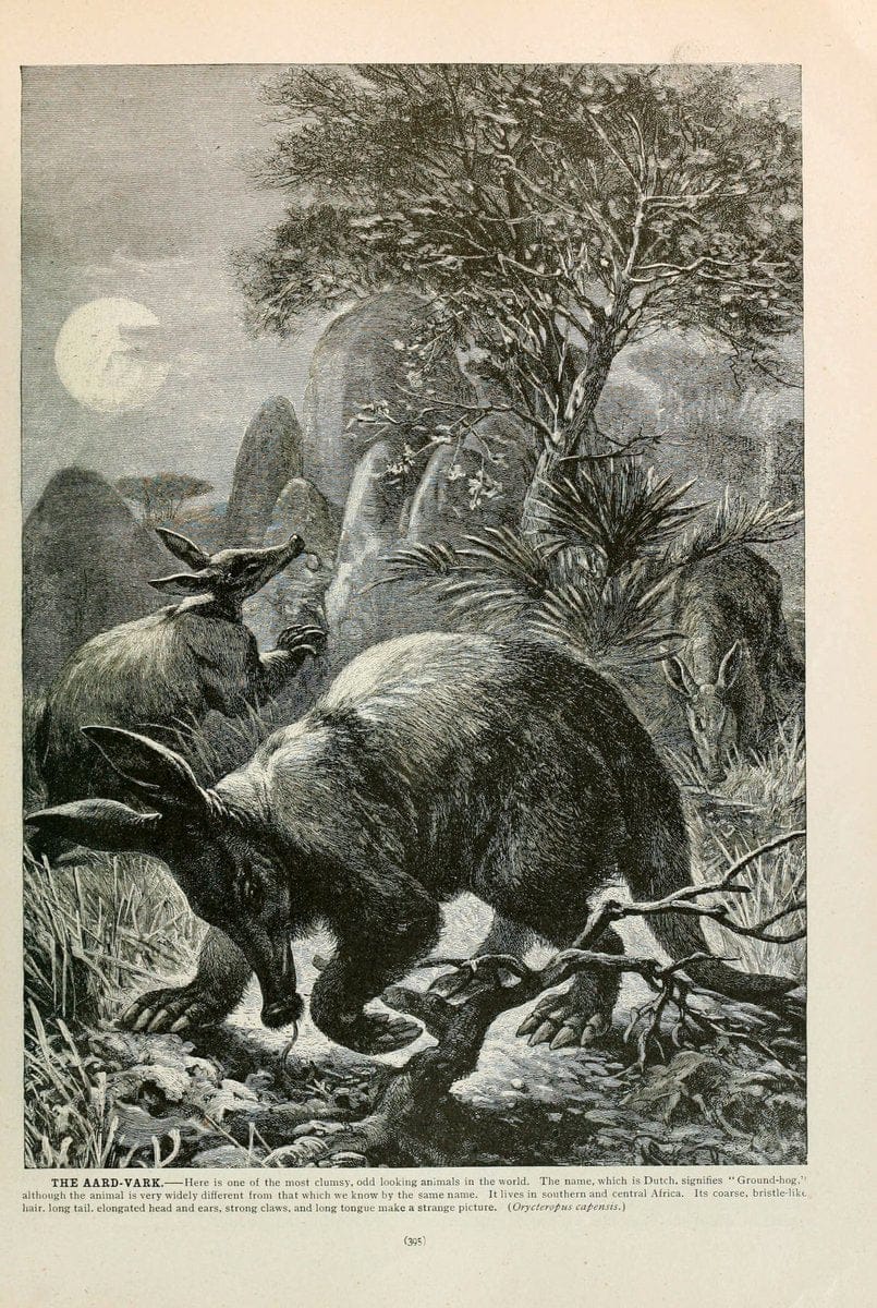 Brehm's Life of animals : Volume 1, MammaliaChicago :Marquis,1895. | "Animal behavior" Mammals  | Vintage Print Reproduction 463289