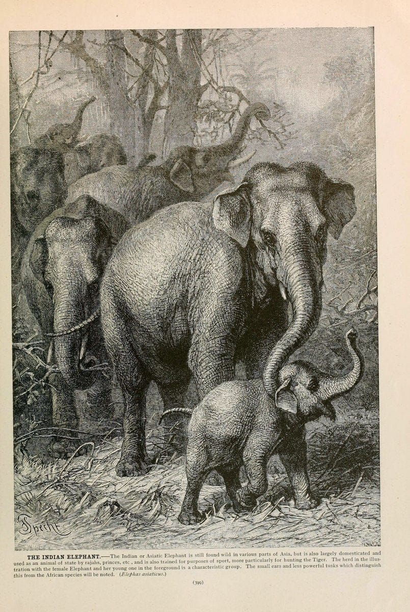 Brehm's Life of animals : Volume 1, MammaliaChicago :Marquis,1895. | "Animal behavior" Mammals  | Vintage Print Reproduction 463290